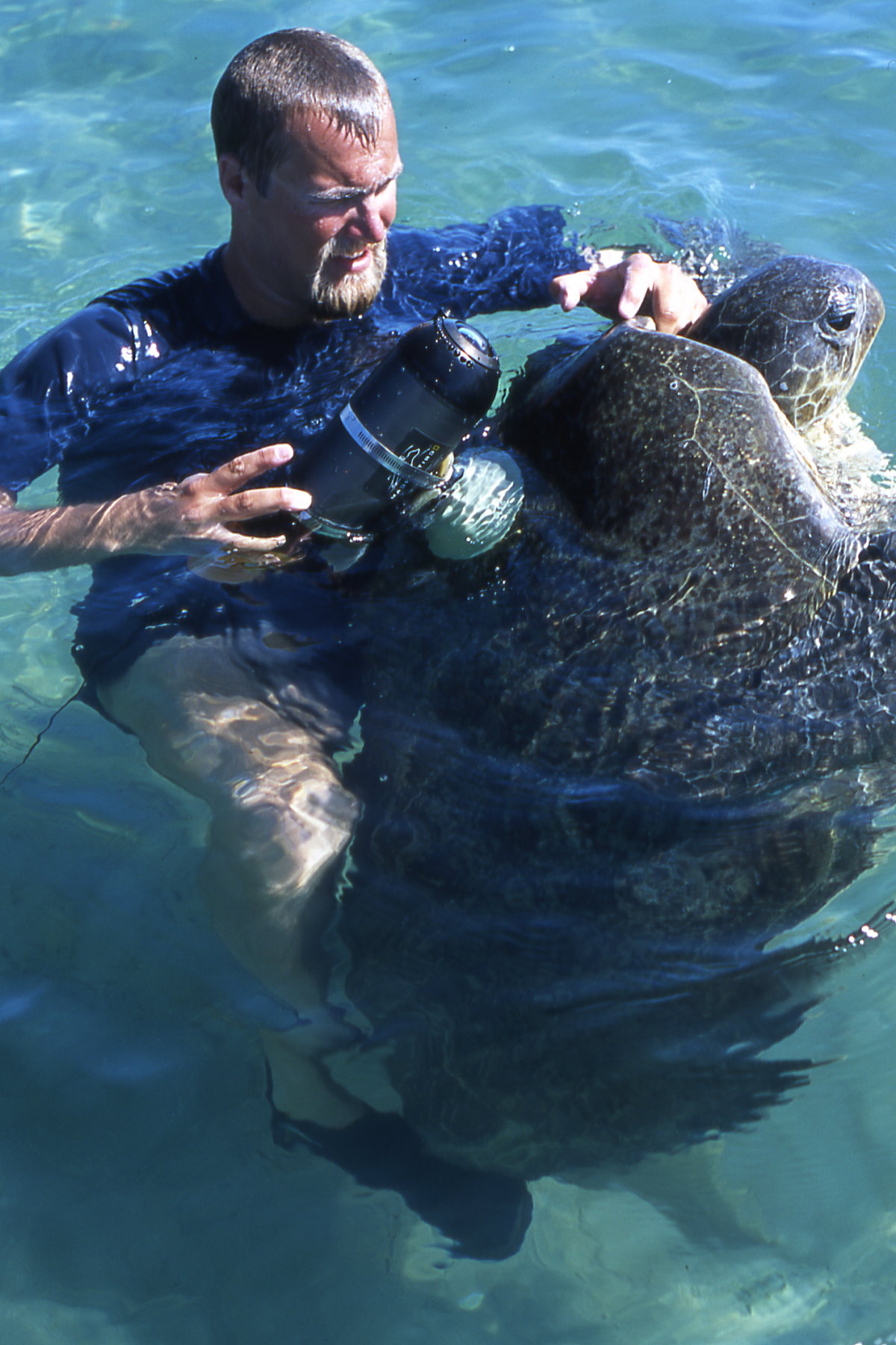 Our guest this week is Dr. Mike Heithaus.  Dr. Heithaus is the director of the Marine Sciences Program at Florida International University in Miami.  He has also worked with National...