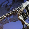 For episode 60, we talk about Paleontology with Dr. Paul Sereno.  Dr. Sereno is a world-renowned paleontologist and Professor of Organismal Biology & Anatomy at the University of Chicago.  He...