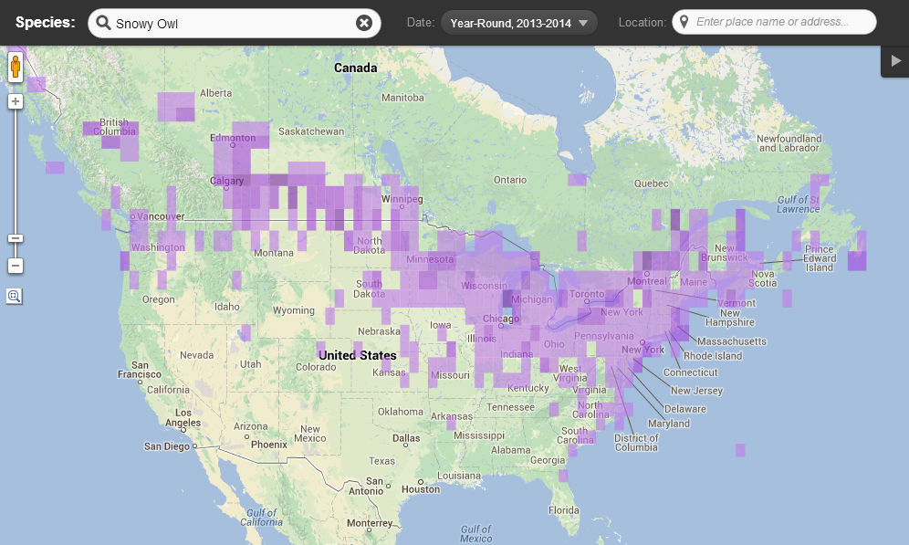 SnowyOwl-USmap