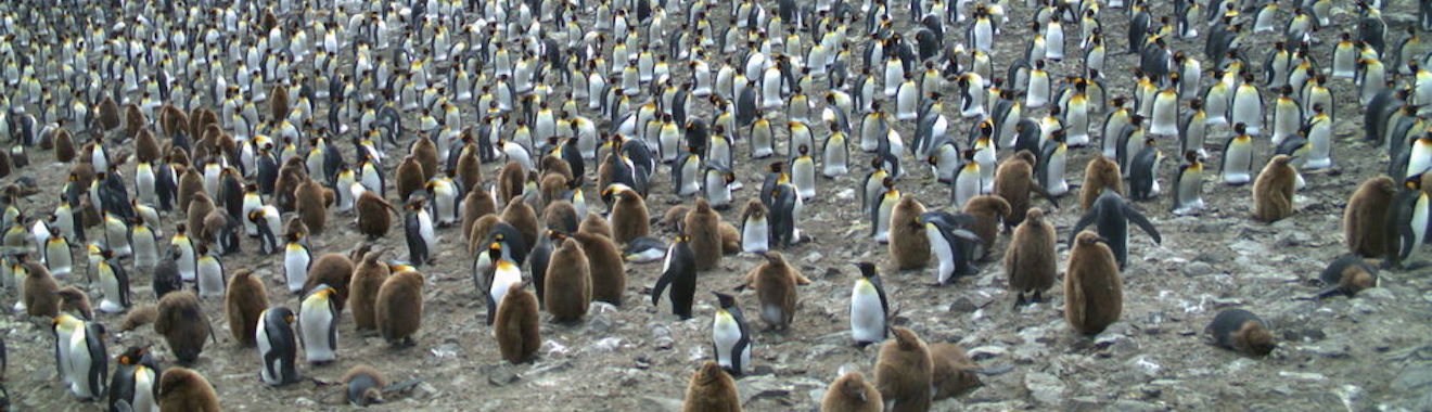 Click On Penguins For Science – Lab Out Loud